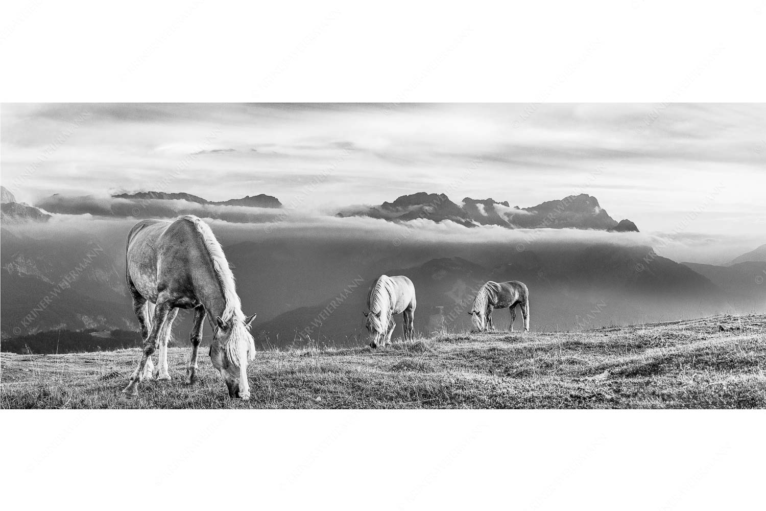 Roßwank – Seitenverhältnis 2,5:1 — Pferde im Estergebirge Haflinger Pferde auf der Sommerweide am Wank im Estergebirge mit Zugspitze im Hintergrund