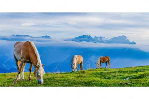Haflinger Pferde auf der Sommerweide am Wank im Estergebirge mit Zugspitze im Hintergrund - Roßwank - Seitenverhältnis 2:1 - Pferde im Estergebirge - weitere Infos unter https://www.kriner-weiermann.de