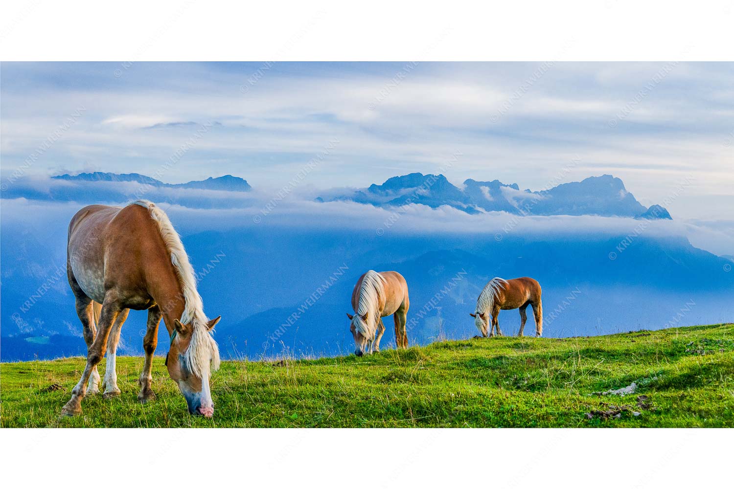 Roßwank – Seitenverhältnis 2:1 — Pferde im Estergebirge Haflinger Pferde auf der Sommerweide am Wank im Estergebirge mit Zugspitze im Hintergrund