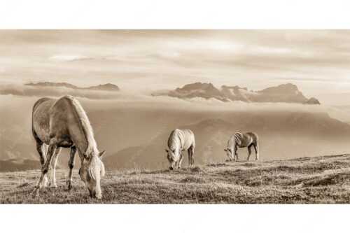 Haflinger Pferde auf der Sommerweide am Wank im Estergebirge mit Zugspitze im Hintergrund - Roßwank - Seitenverhältnis 2:1 - Pferde im Estergebirge - weitere Infos unter https://www.kriner-weiermann.de