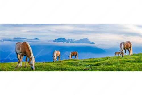 Haflinger Pferde auf der Sommerweide am Wank im Estergebirge mit Zugspitze im Hintergrund - Roßwank - Seitenverhältnis 3:1 - Pferde im Estergebirge - weitere Infos unter https://www.kriner-weiermann.de