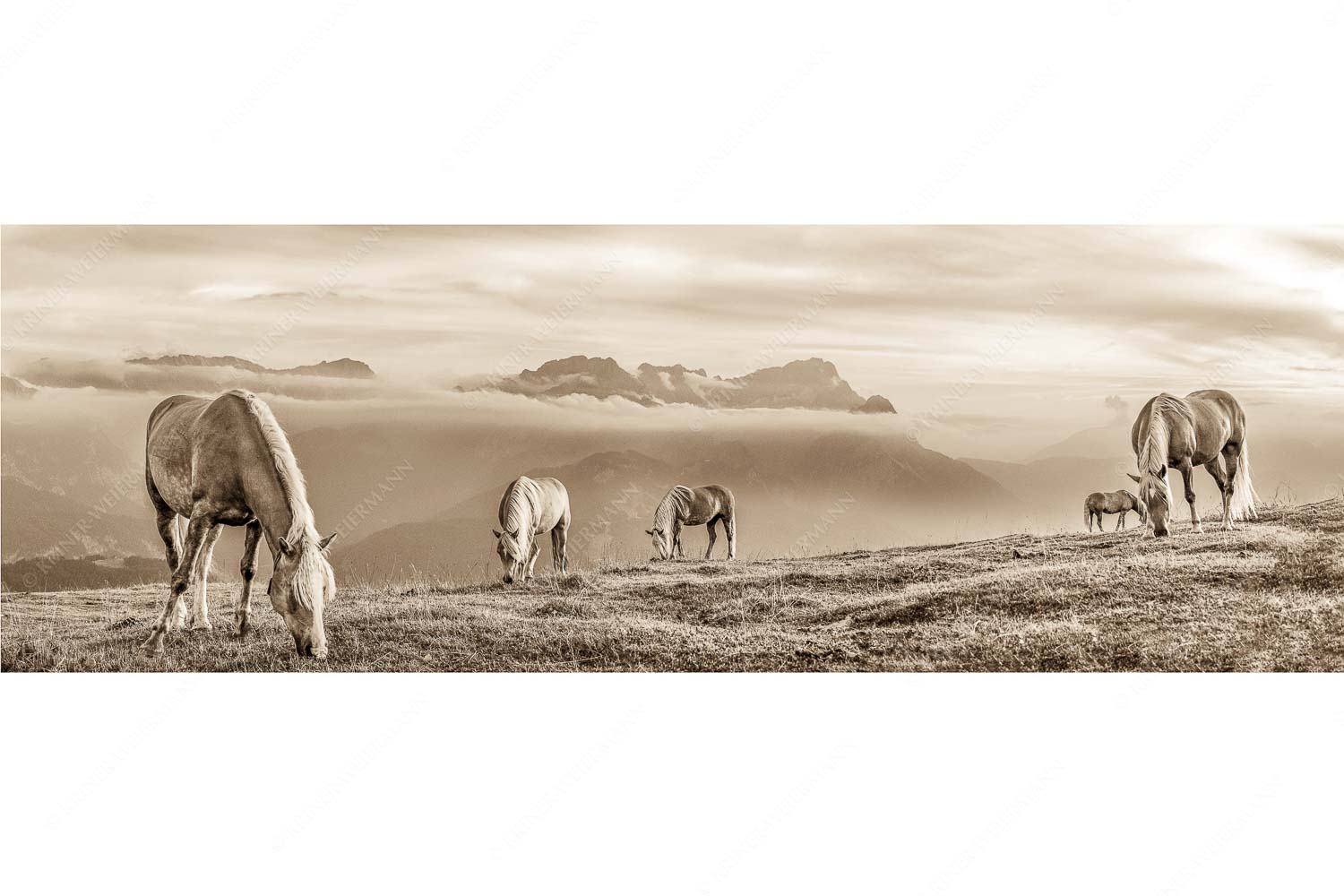 Roßwank – Seitenverhältnis 3:1 — Pferde im Estergebirge Haflinger Pferde auf der Sommerweide am Wank im Estergebirge mit Zugspitze im Hintergrund