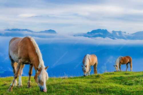 Haflinger Pferde auf der Sommerweide am Wank im Estergebirge mit Zugspitze im Hintergrund - Roßwank - Seitenverhältnis 3:2 - Pferde im Estergebirge - weitere Infos unter https://www.kriner-weiermann.de