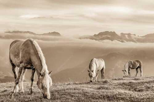 Haflinger Pferde auf der Sommerweide am Wank im Estergebirge mit Zugspitze im Hintergrund - Roßwank - Seitenverhältnis 3:2 - Pferde im Estergebirge - weitere Infos unter https://www.kriner-weiermann.de
