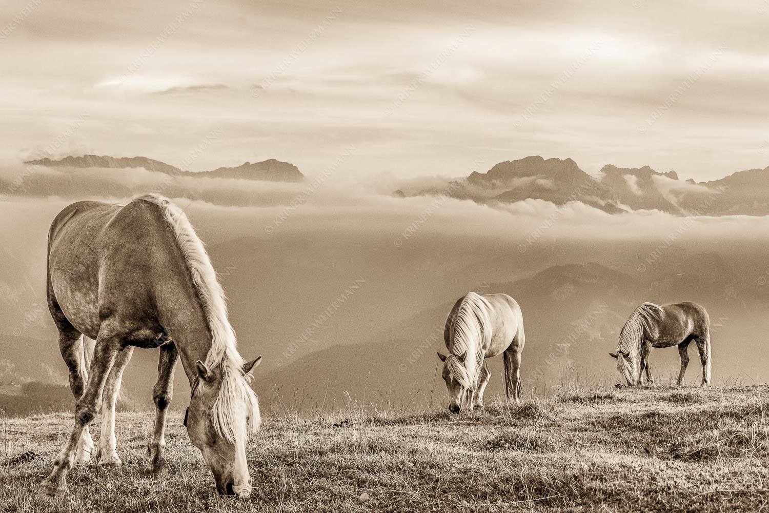 Roßwank – Seitenverhältnis 3:2 — Pferde im Estergebirge Haflinger Pferde auf der Sommerweide am Wank im Estergebirge mit Zugspitze im Hintergrund