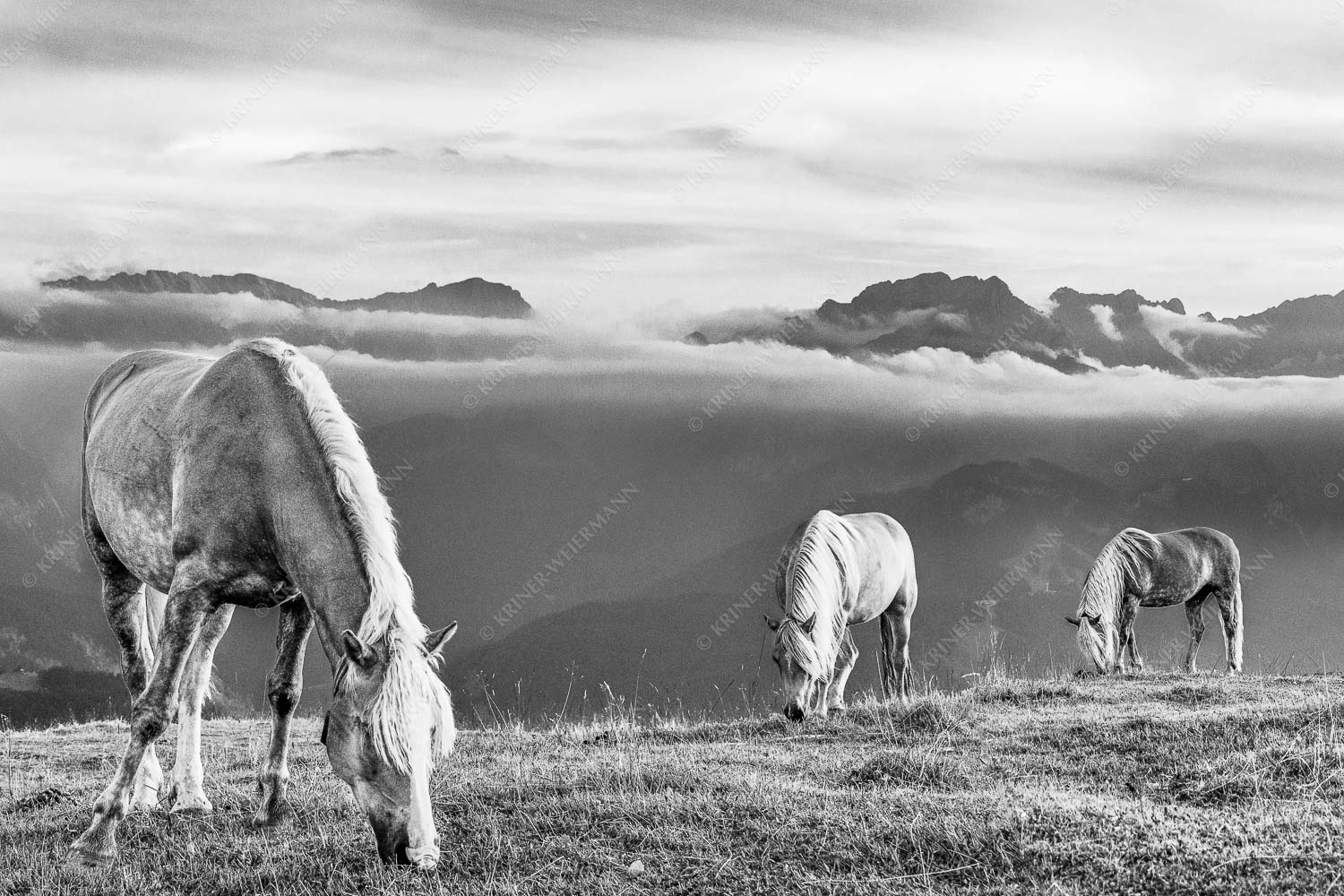 Haflinger Pferde auf der Sommerweide am Wank im Estergebirge mit Zugspitze im Hintergrund