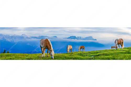 Haflinger Pferde auf der Sommerweide am Wank im Estergebirge mit Zugspitze im Hintergrund - Roßwank - Seitenverhältnis 4:1 - Pferde im Estergebirge - weitere Infos unter https://www.kriner-weiermann.de