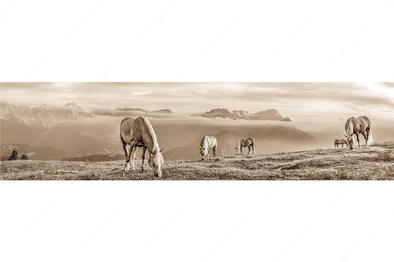 Roßwank – Seitenverhältnis 4:1 — Pferde im Estergebirge Haflinger Pferde auf der Sommerweide am Wank im Estergebirge mit Zugspitze im Hintergrund