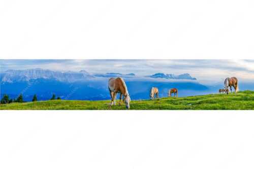 Haflinger Pferde auf der Sommerweide am Wank im Estergebirge mit Zugspitze im Hintergrund - Roßwank - Seitenverhältnis 5:1 - Pferde im Estergebirge - weitere Infos unter https://www.kriner-weiermann.de