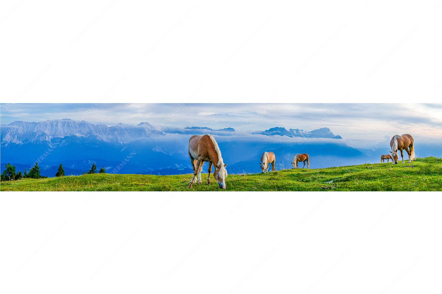 Roßwank – Seitenverhältnis 5:1 — Pferde im Estergebirge Haflinger Pferde auf der Sommerweide am Wank im Estergebirge mit Zugspitze im Hintergrund