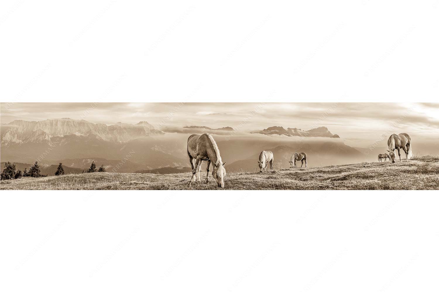 Roßwank – Seitenverhältnis 5:1 — Pferde im Estergebirge Haflinger Pferde auf der Sommerweide am Wank im Estergebirge mit Zugspitze im Hintergrund