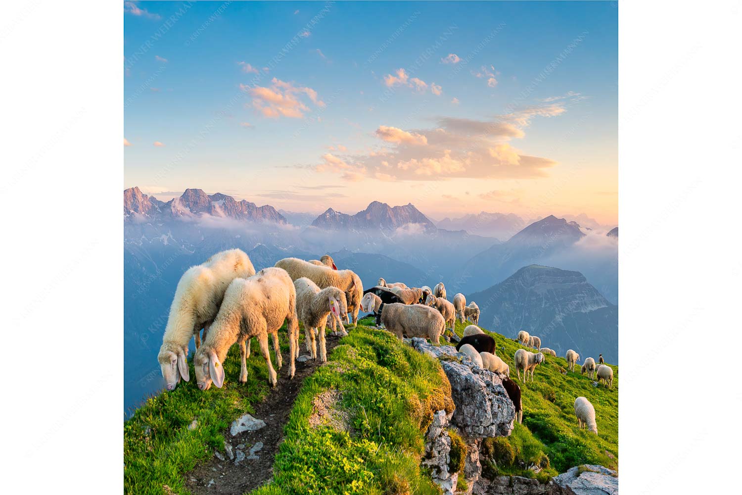 Bergschafe am Schafreiter mit Blick ins Karwendel und Wetterstein