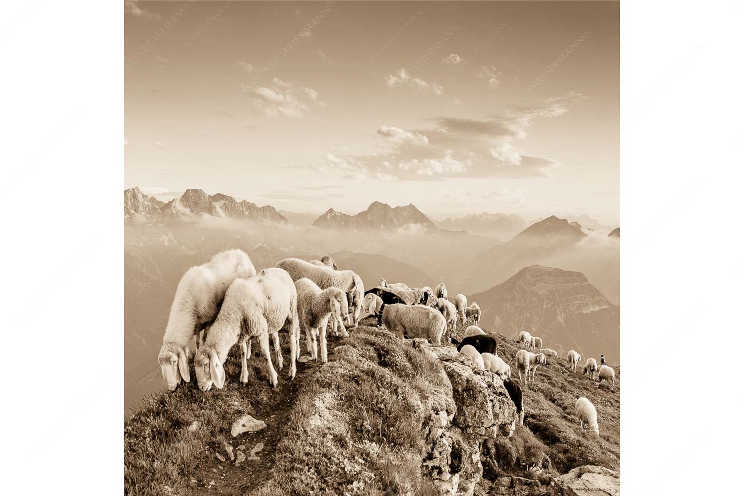Bergschafe am Schafreiter mit Blick ins Karwendel und Wetterstein