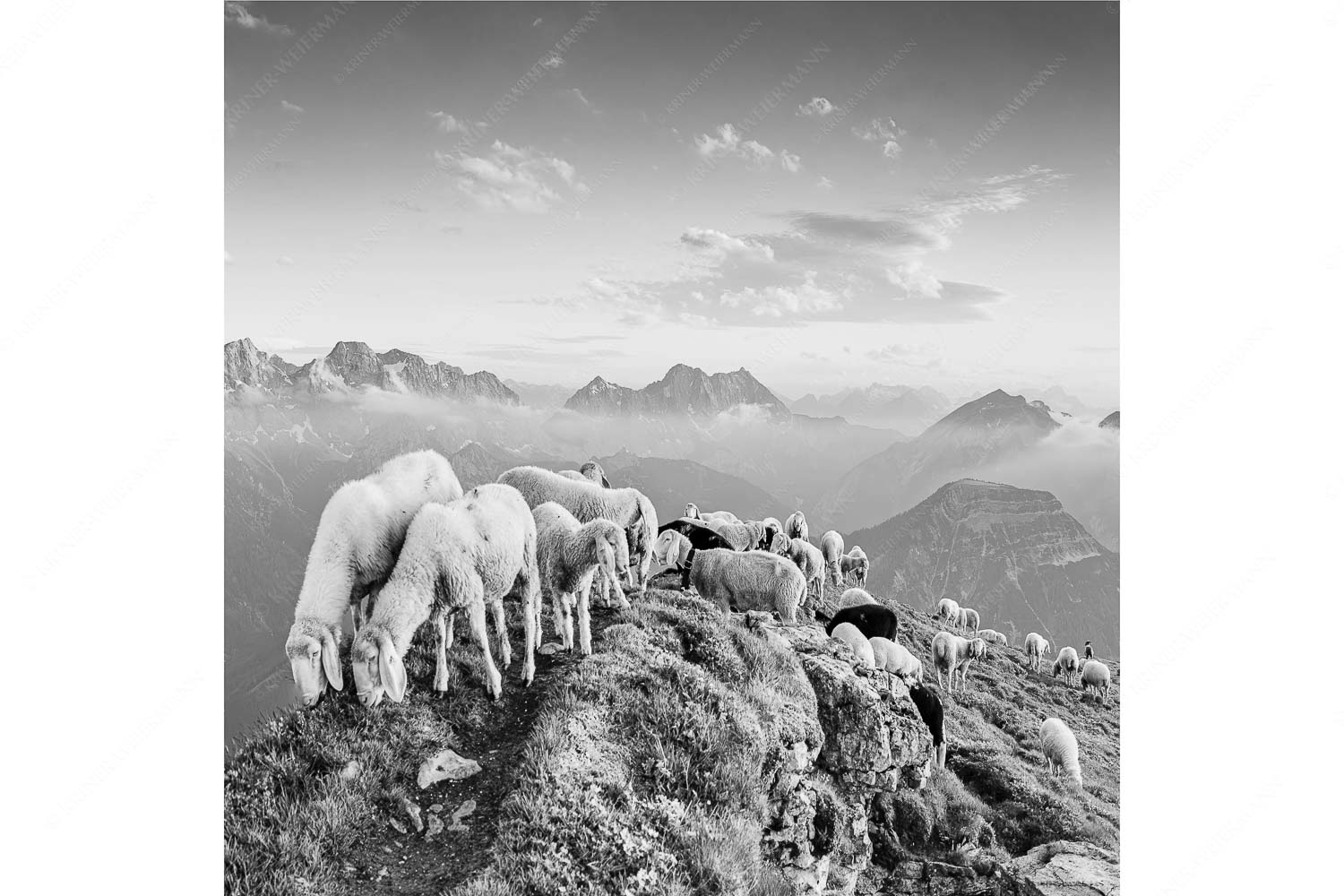 Schafreiter – Seitenverhältnis 1:1 — Bergschafe im Karwendel Bergschafe am Schafreiter mit Blick ins Karwendel und Wetterstein