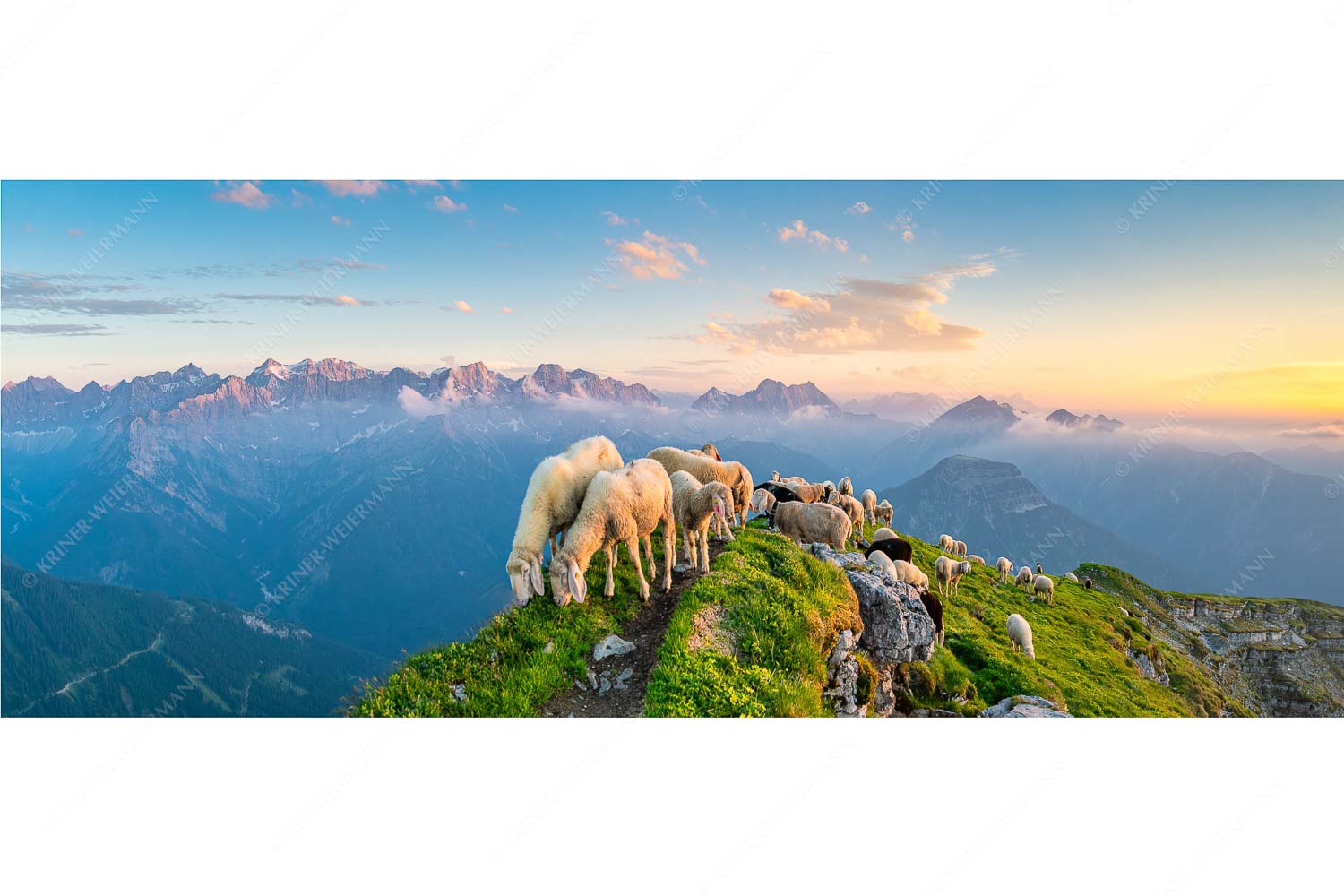 Schafreiter – Seitenverhältnis 2,5:1 — Bergschafe im Karwendel Bergschafe am Schafreiter mit Blick ins Karwendel und Wetterstein