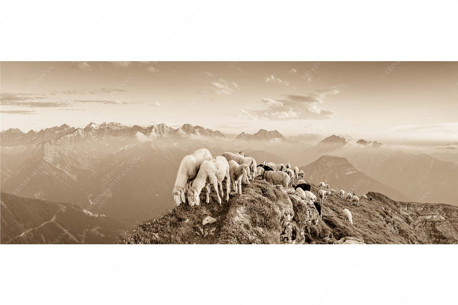 Bergschafe am Schafreiter mit Blick ins Karwendel und Wetterstein
