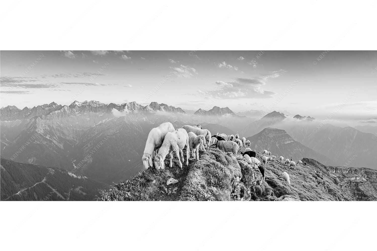 Bergschafe am Schafreiter mit Blick ins Karwendel und Wetterstein