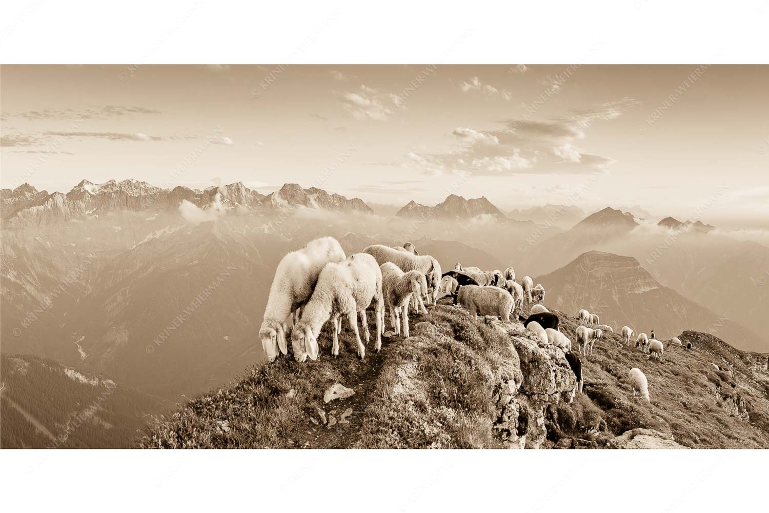 Bergschafe am Schafreiter mit Blick ins Karwendel und Wetterstein