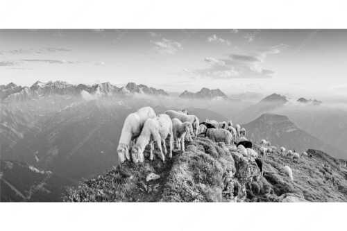 Bergschafe am Schafreiter mit Blick ins Karwendel und Wetterstein - Schafreiter - Seitenverhältnis 2:1 - Bergschafe im Karwendel - weitere Infos unter https://www.kriner-weiermann.de