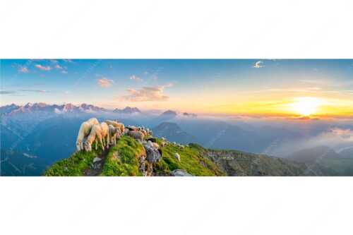 Bergschafe am Schafreiter mit Blick ins Karwendel und Wetterstein - Schafreiter - Seitenverhältnis 3:1 - Bergschafe im Karwendel - weitere Infos unter https://www.kriner-weiermann.de
