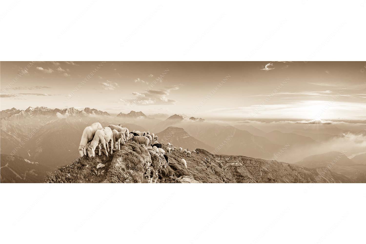 Schafreiter – Seitenverhältnis 3:1 — Bergschafe im Karwendel Bergschafe am Schafreiter mit Blick ins Karwendel und Wetterstein