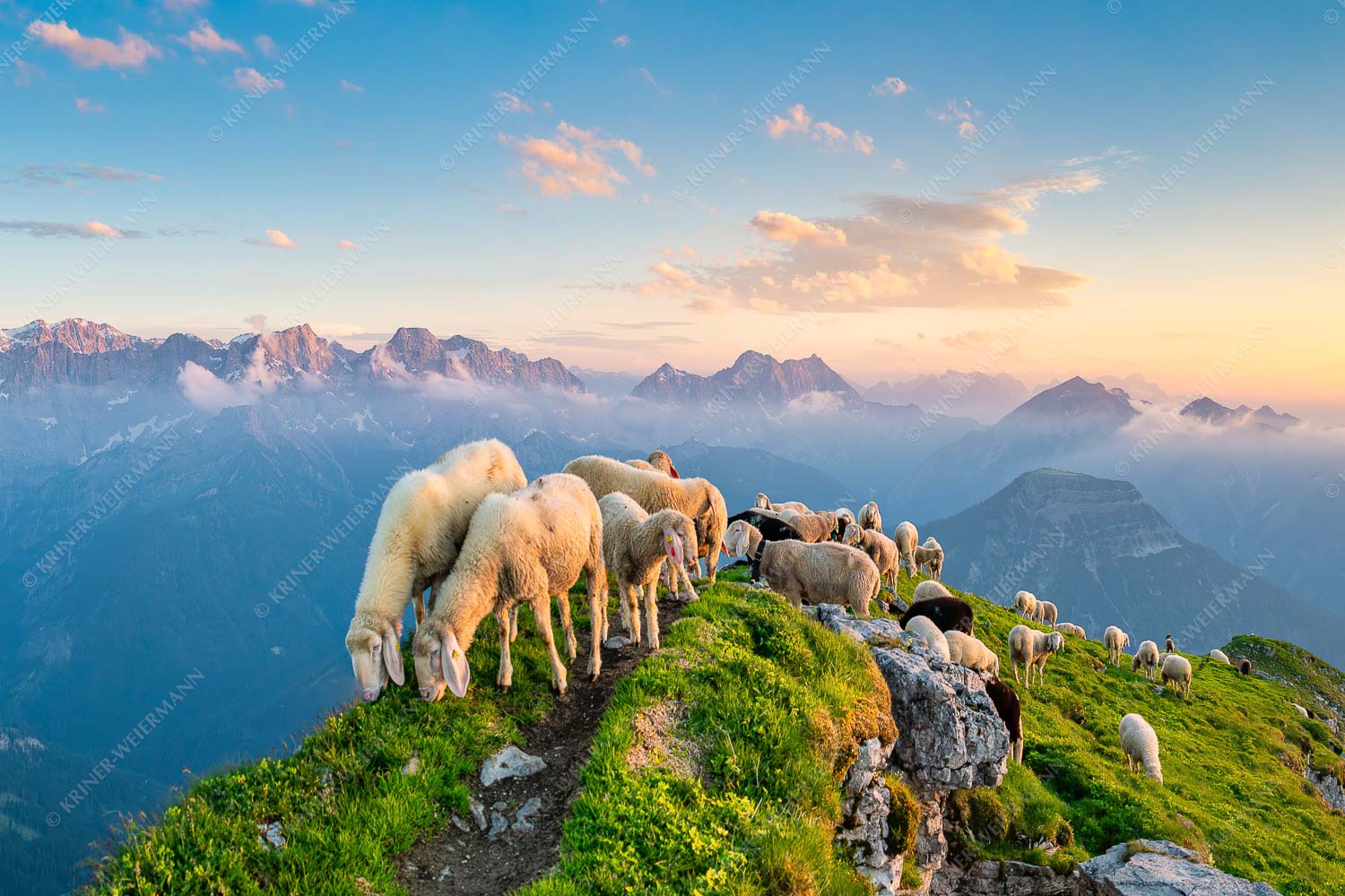 Schafreiter – Seitenverhältnis 3:2 — Bergschafe im Karwendel Bergschafe am Schafreiter mit Blick ins Karwendel und Wetterstein