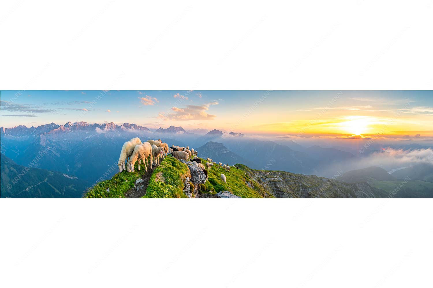 Schafreiter – Seitenverhältnis 4:1 — Bergschafe im Karwendel Bergschafe am Schafreiter mit Blick ins Karwendel und Wetterstein