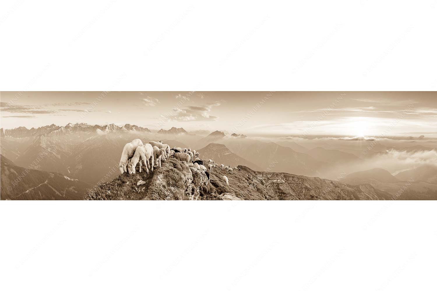 Bergschafe am Schafreiter mit Blick ins Karwendel und Wetterstein
