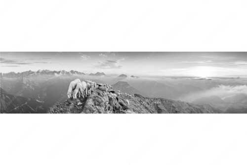 Bergschafe am Schafreiter mit Blick ins Karwendel und Wetterstein - Schafreiter - Seitenverhältnis 4:1 - Bergschafe im Karwendel - weitere Infos unter https://www.kriner-weiermann.de