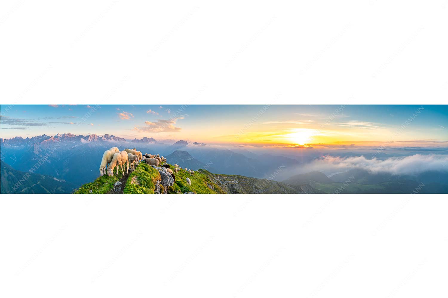 Bergschafe am Schafreiter mit Blick ins Karwendel und Wetterstein