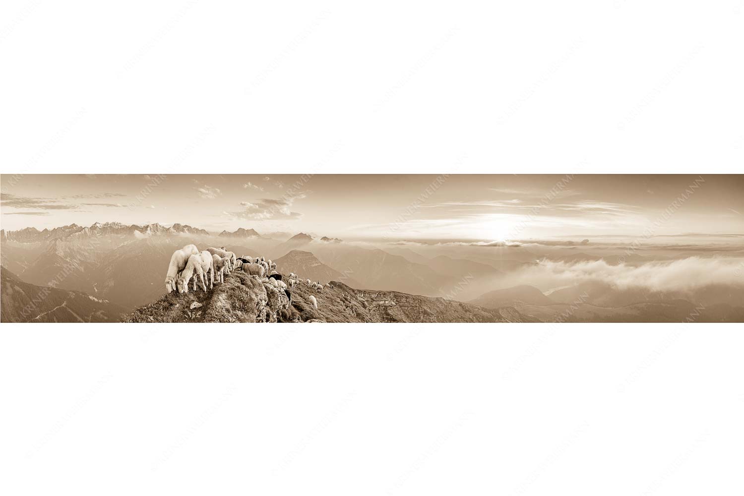 Schafreiter – Seitenverhältnis 5:1 — Bergschafe im Karwendel Bergschafe am Schafreiter mit Blick ins Karwendel und Wetterstein