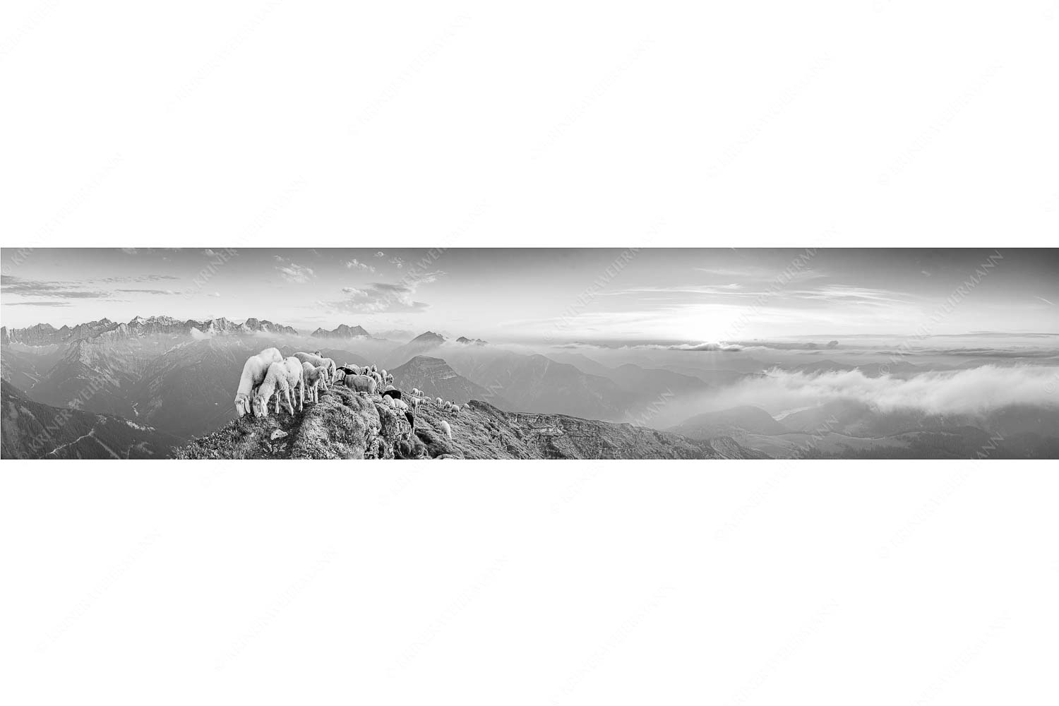 Schafreiter – Seitenverhältnis 5:1 — Bergschafe im Karwendel Bergschafe am Schafreiter mit Blick ins Karwendel und Wetterstein