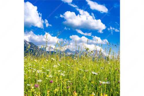 Blumenwiese bei Krün mit Karwendelgebirge im Hintergrund - Scheane Wiesn - Seitenverhältnis 1:1 - Alpen Blumen Karwendel - weitere Infos unter https://www.kriner-weiermann.de