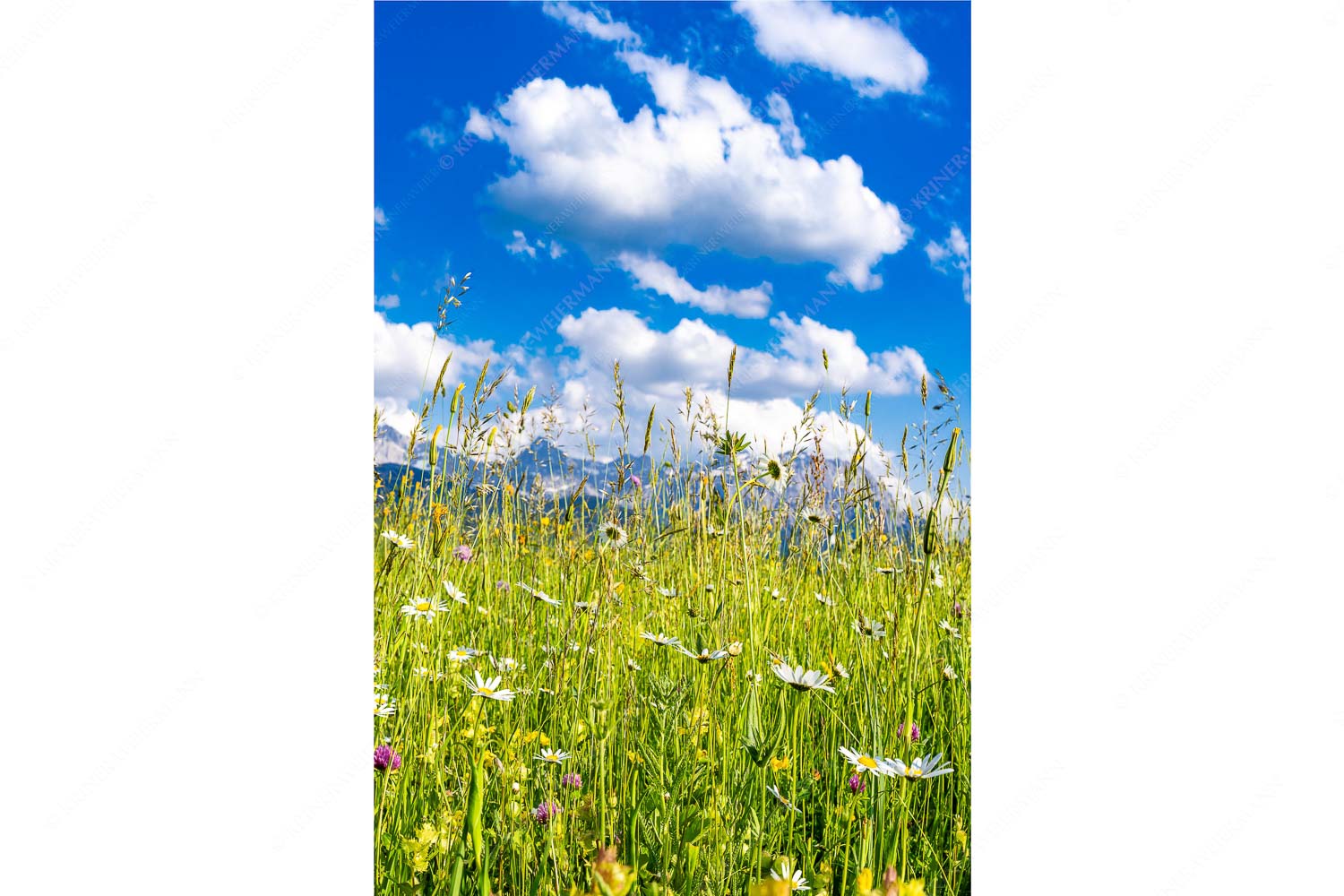 Scheane Wiesn – Seitenverhältnis 2:3 — Alpen Blumen Karwendel Blumenwiese bei Krün mit Karwendelgebirge im Hintergrund