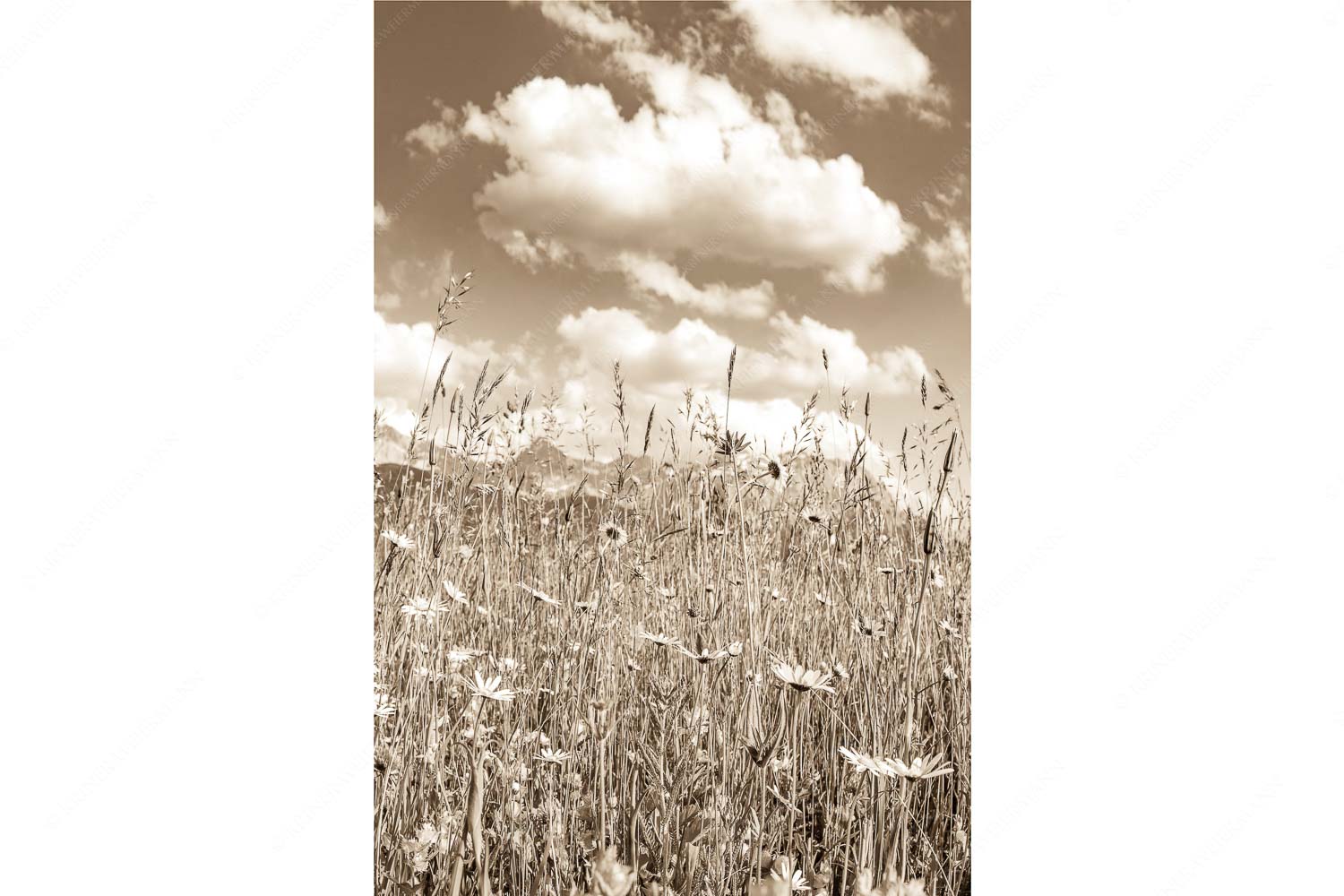 Blumenwiese bei Krün mit Karwendelgebirge im Hintergrund - Scheane Wiesn - Seitenverhältnis 2:3 - Alpen Blumen Karwendel - weitere Infos unter https://www.kriner-weiermann.de