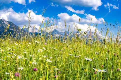 Blumenwiese bei Krün mit Karwendelgebirge im Hintergrund - Scheane Wiesn - Seitenverhältnis 3:2 - Alpen Blumen Karwendel - weitere Infos unter https://www.kriner-weiermann.de