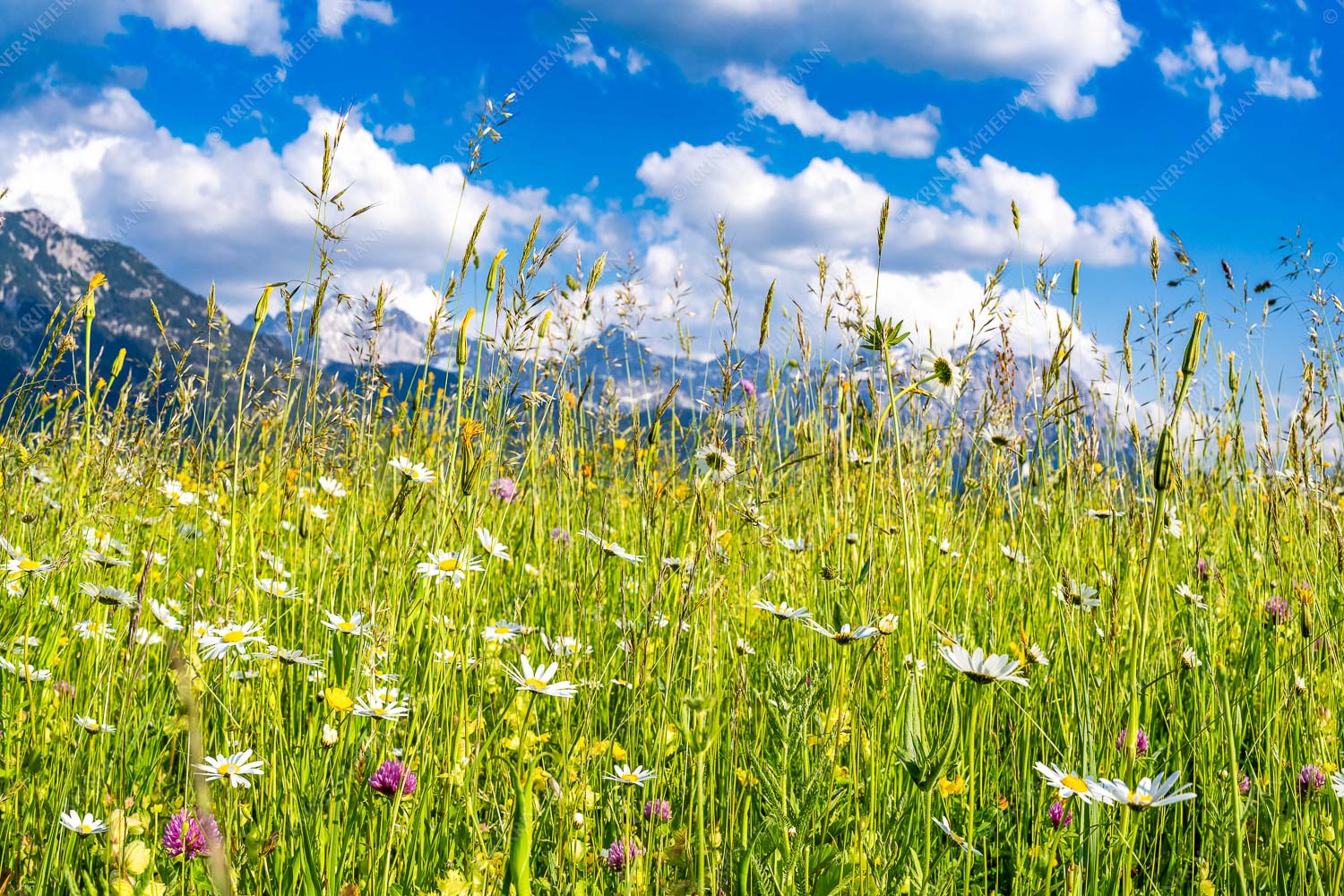Scheane Wiesn – Seitenverhältnis 3:2 — Alpen Blumen Karwendel Blumenwiese bei Krün mit Karwendelgebirge im Hintergrund