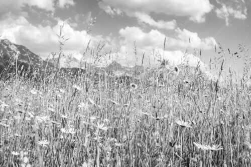 Blumenwiese bei Krün mit Karwendelgebirge im Hintergrund - Scheane Wiesn - Seitenverhältnis 3:2 - Alpen Blumen Karwendel - weitere Infos unter https://www.kriner-weiermann.de
