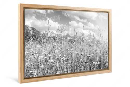 Blumenwiese bei Krün mit Karwendelgebirge im Hintergrund - Scheane Wiesn - Foto im Schattenfugen-Rahmen - Alpen Blumen Karwendel - weitere Infos unter https://www.kriner-weiermann.de