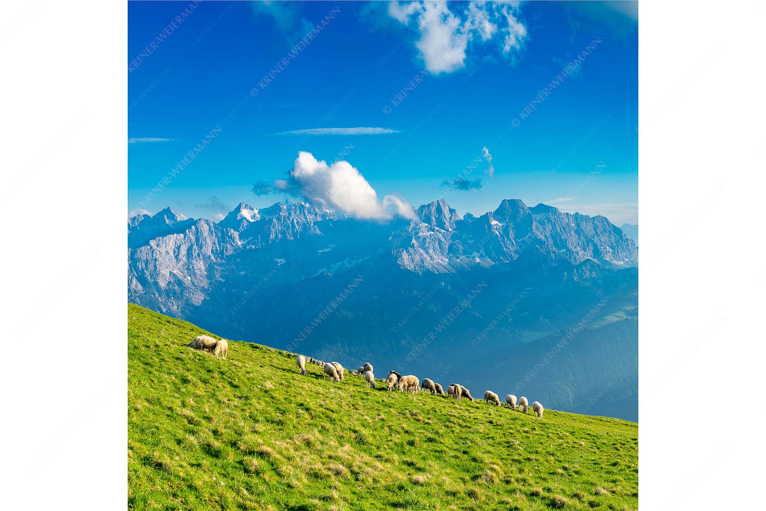 Bergschafe am Schafreiter mit Blick zum Karwendelhauptkamm