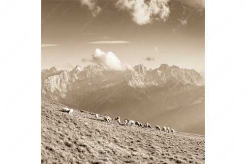 Bergschafe am Schafreiter mit Blick zum Karwendelhauptkamm - Schönste Karwendelweiden - Seitenverhältnis 1:1 - Schafe im Karwendel - weitere Infos unter https://www.kriner-weiermann.de