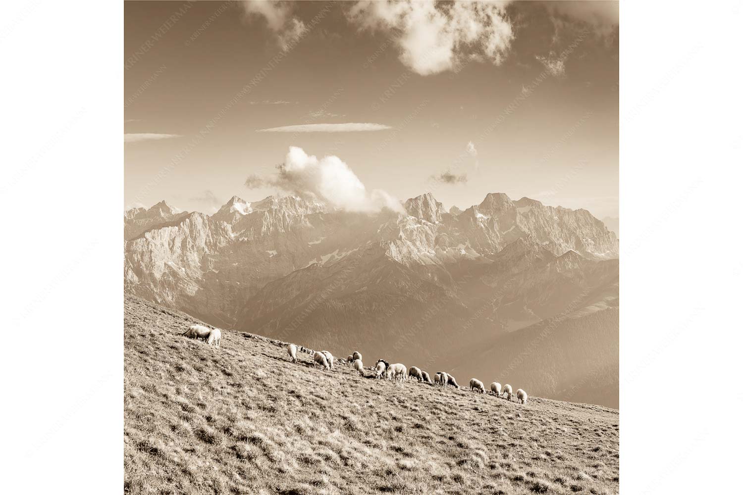 Bergschafe am Schafreiter mit Blick zum Karwendelhauptkamm