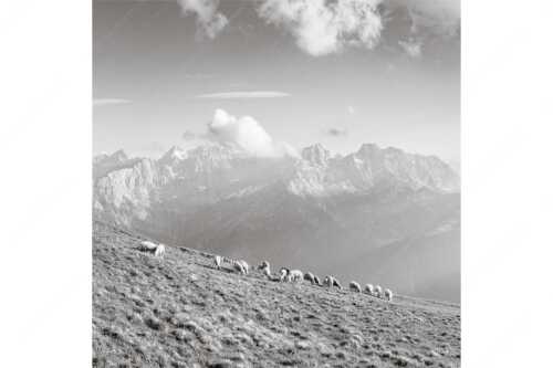 Bergschafe am Schafreiter mit Blick zum Karwendelhauptkamm - Schönste Karwendelweiden - Seitenverhältnis 1:1 - Schafe im Karwendel - weitere Infos unter https://www.kriner-weiermann.de