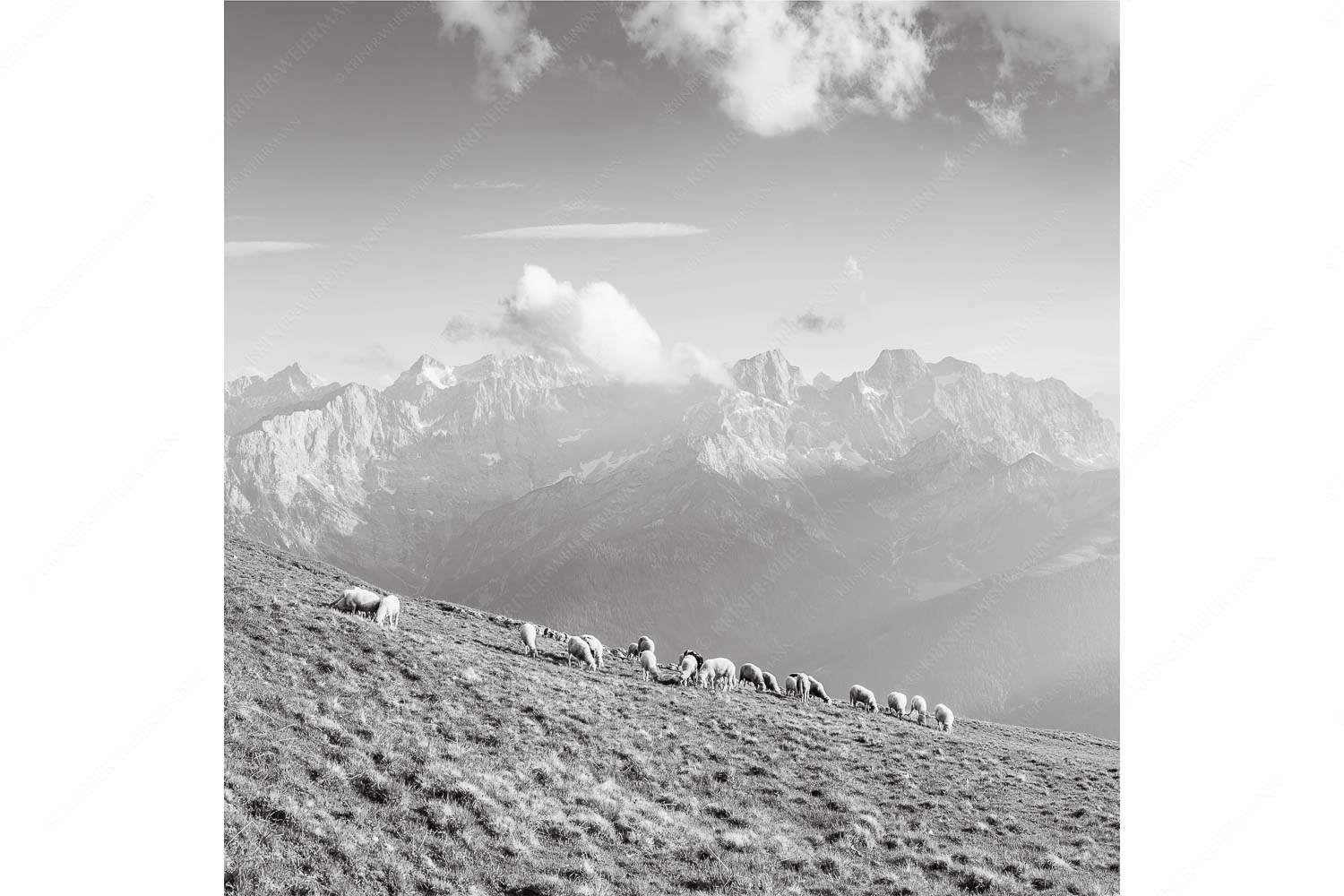 Bergschafe am Schafreiter mit Blick zum Karwendelhauptkamm