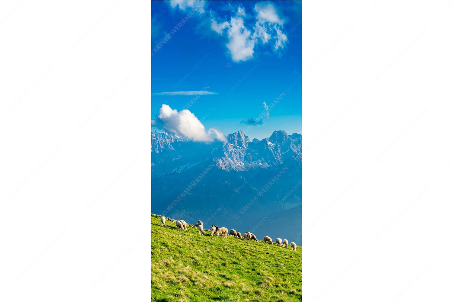 Bergschafe am Schafreiter mit Blick zum Karwendelhauptkamm