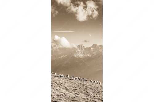 Bergschafe am Schafreiter mit Blick zum Karwendelhauptkamm - Schönste Karwendelweiden - Seitenverhältnis 1:2 - Schafe im Karwendel - weitere Infos unter https://www.kriner-weiermann.de