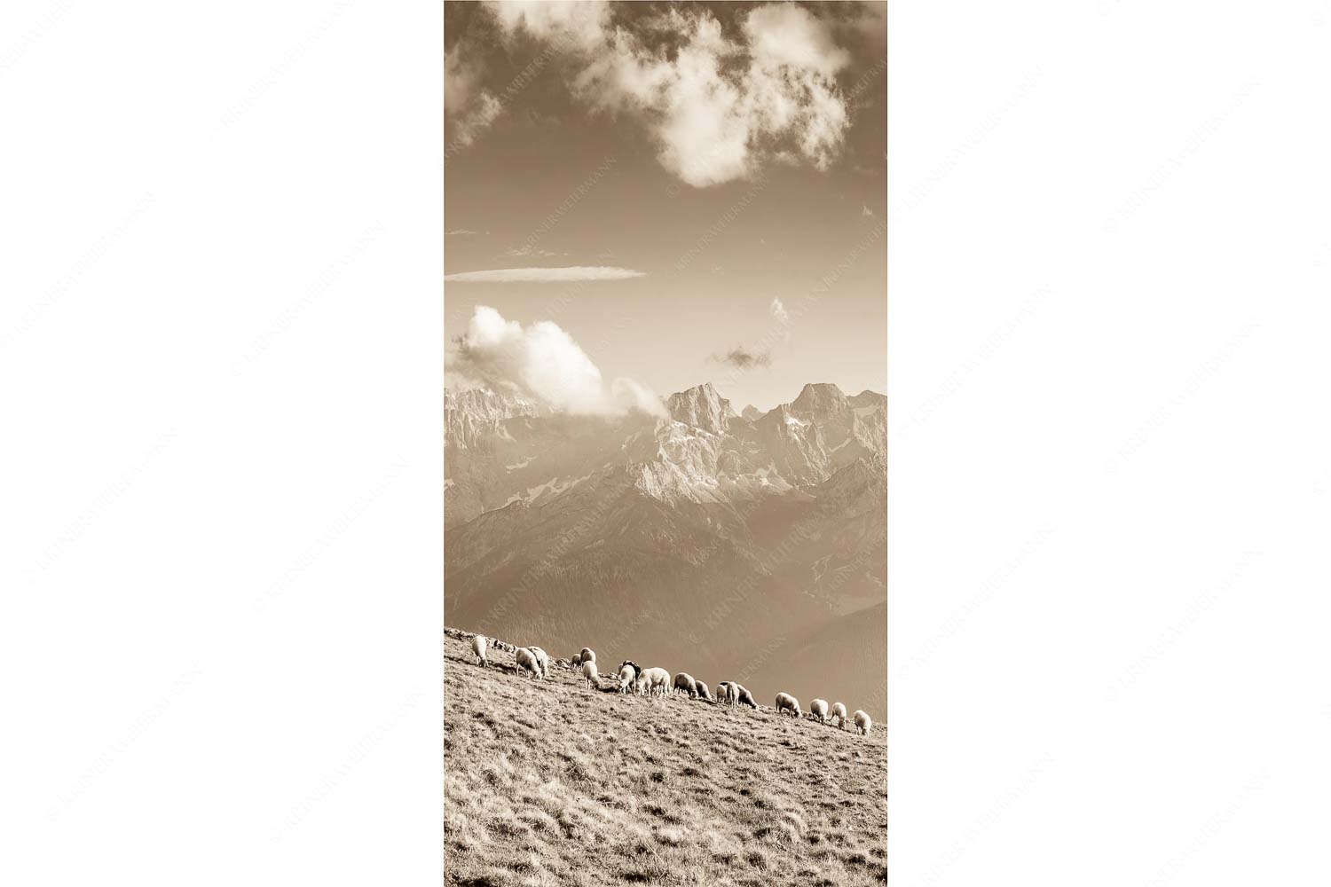 Bergschafe am Schafreiter mit Blick zum Karwendelhauptkamm