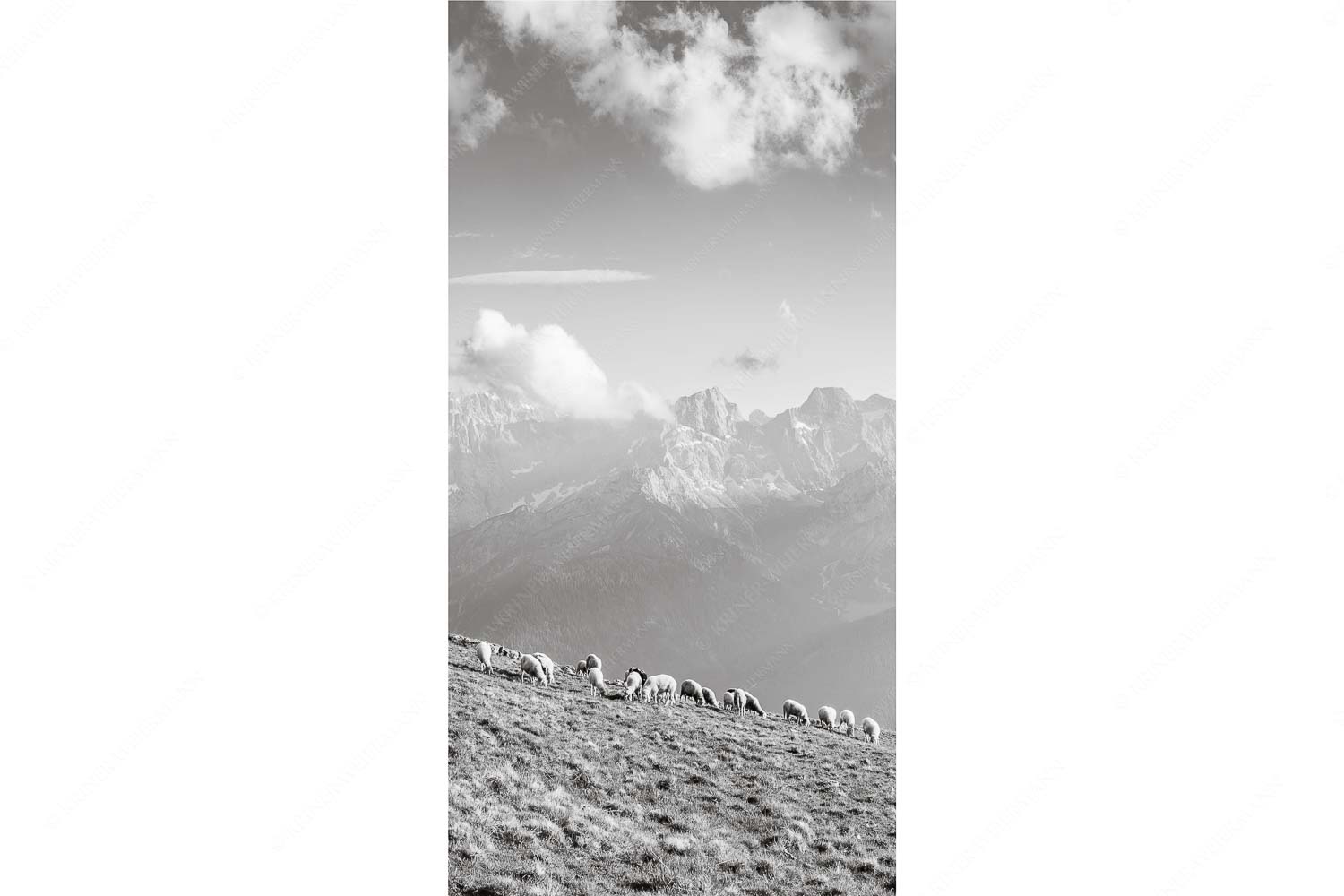 Bergschafe am Schafreiter mit Blick zum Karwendelhauptkamm - Schönste Karwendelweiden - Seitenverhältnis 1:2 - Schafe im Karwendel - weitere Infos unter https://www.kriner-weiermann.de