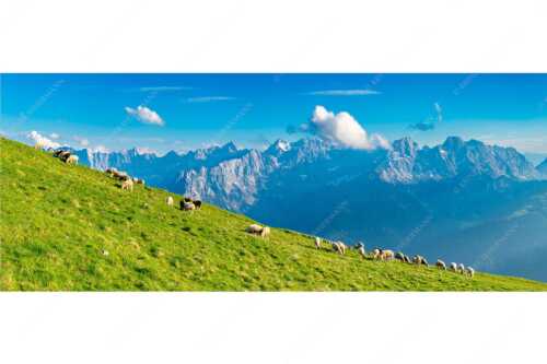 Bergschafe am Schafreiter mit Blick zum Karwendelhauptkamm - Schönste Karwendelweiden - Seitenverhältnis 2,5:1 - Schafe im Karwendel - weitere Infos unter https://www.kriner-weiermann.de