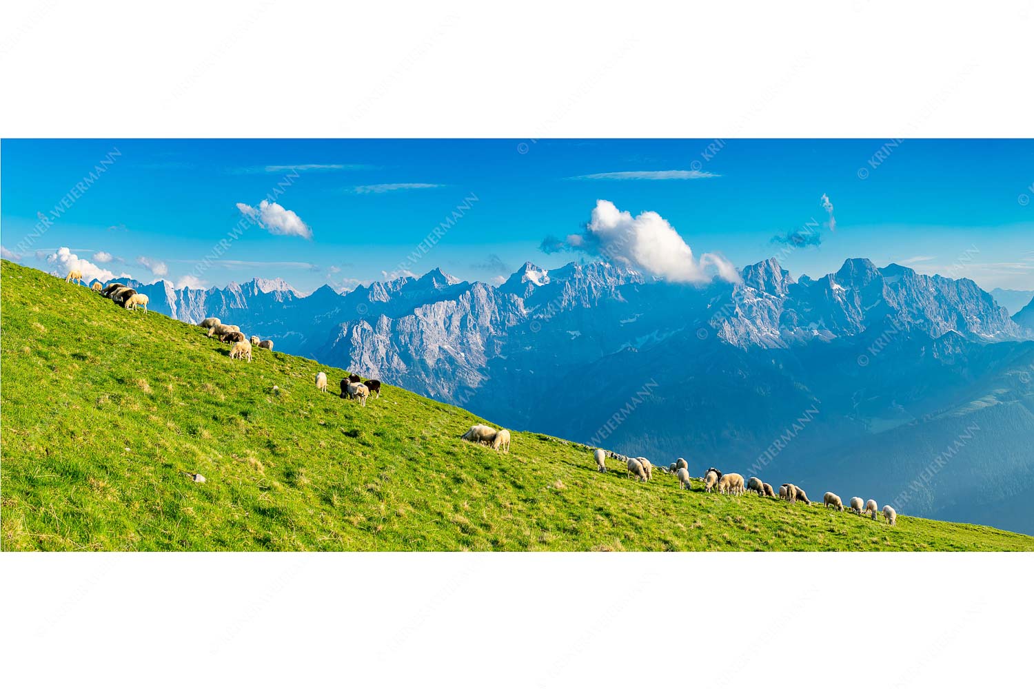 Bergschafe am Schafreiter mit Blick zum Karwendelhauptkamm - Schönste Karwendelweiden - Seitenverhältnis 2,5:1 - Schafe im Karwendel - weitere Infos unter https://www.kriner-weiermann.de